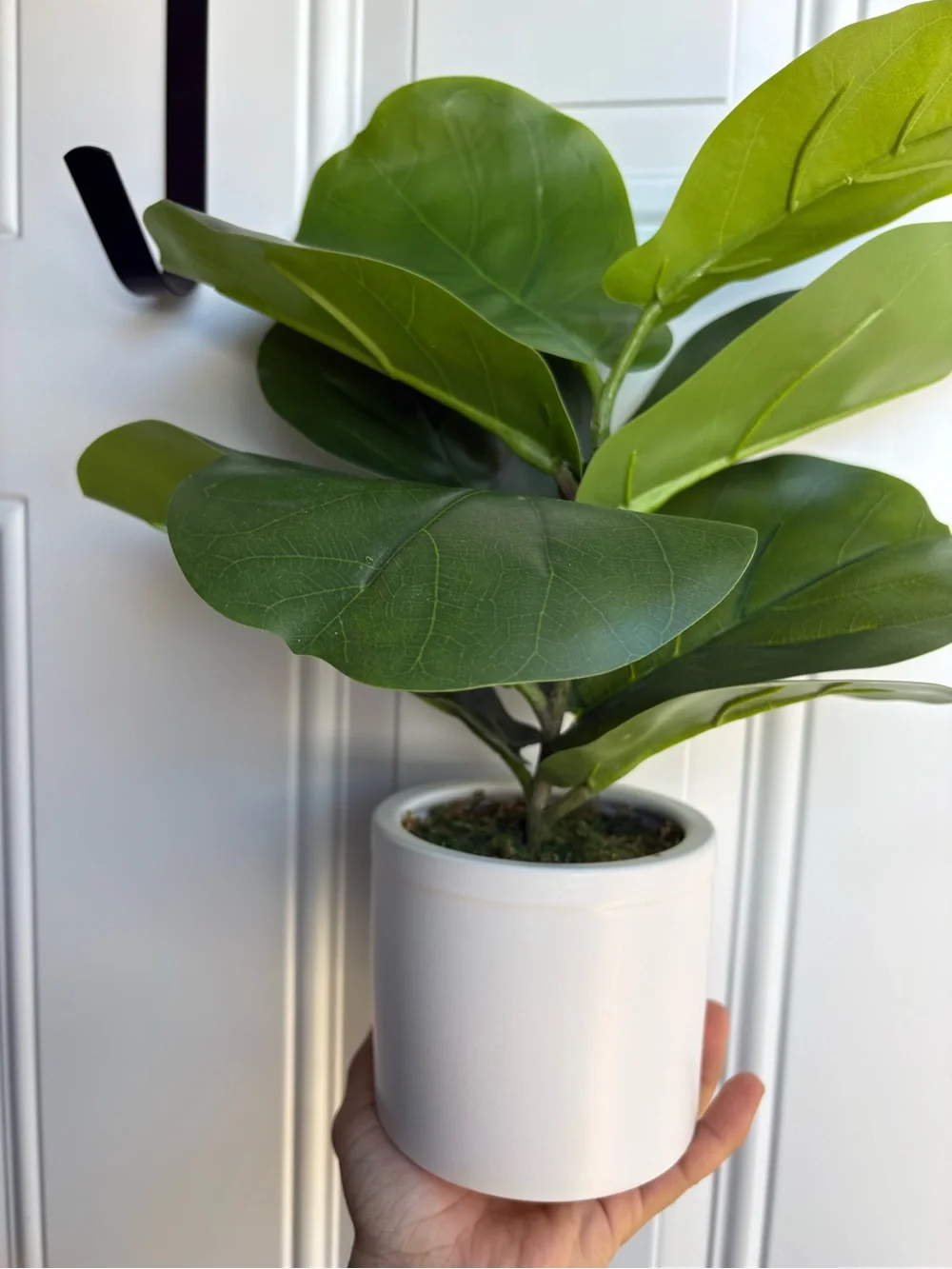 Artificial Fiddle Leaf Plant in Pot - Threshold: Lush Greenery, Ceramic Base